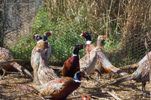 more pheasants